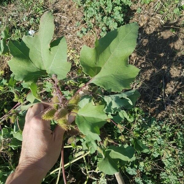 Xanthium orientale Levél