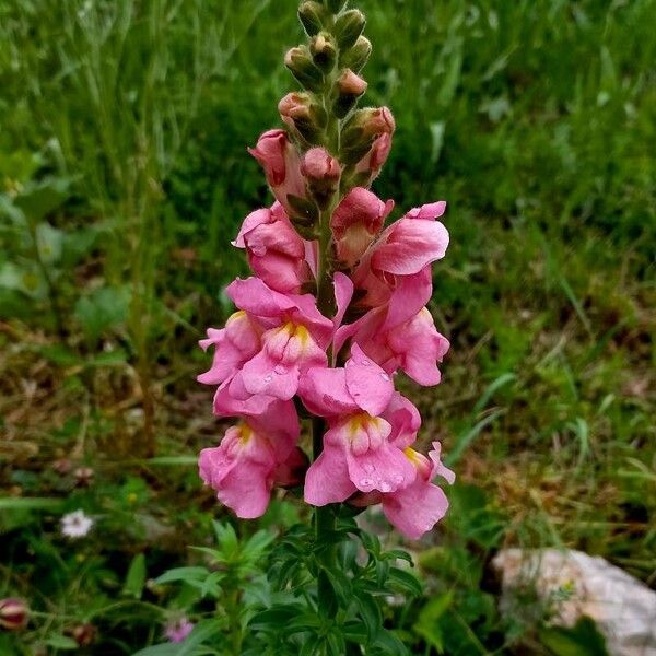 Antirrhinum australe Flor