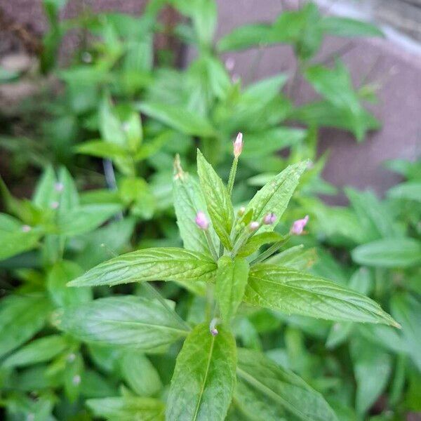 Epilobium ciliatum Květ