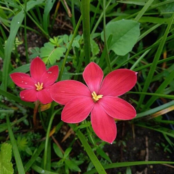 Zephyranthes rosea Flor