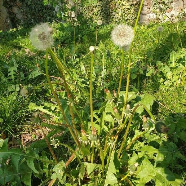 Taraxacum sect. Taraxacum ফল