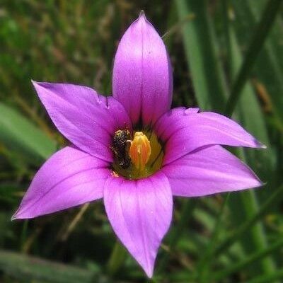 Romulea rosea Flower