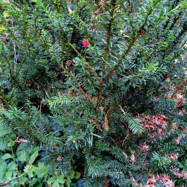 Taxus canadensis Habitatea