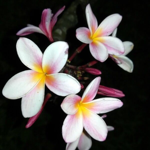 Plumeria rubra Virág