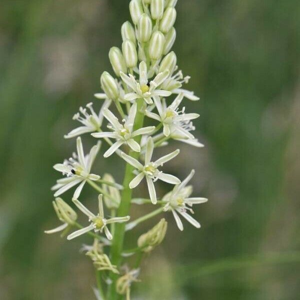 Ornithogalum pyrenaicum Flower