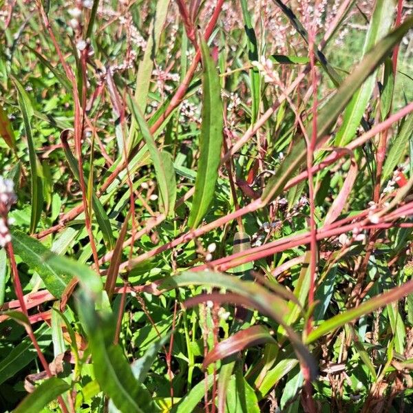 Persicaria decipiens Fulla