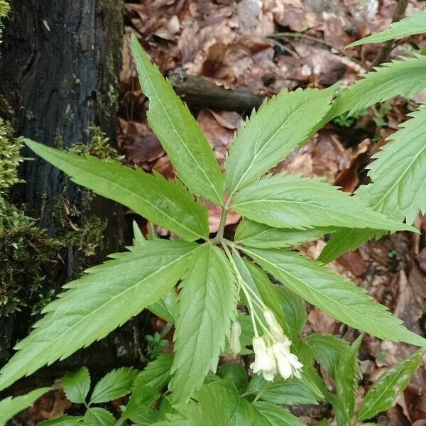 Cardamine enneaphyllos Frunză