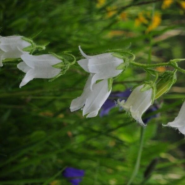 Campanula barbata (Bearded bellflower)