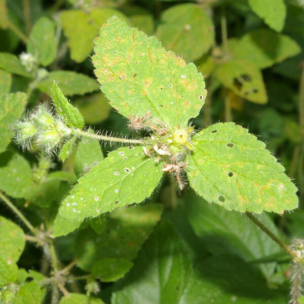 Croton hirtus Folha