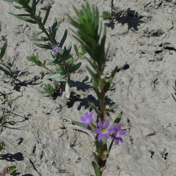 Lythrum hyssopifolia Fiore