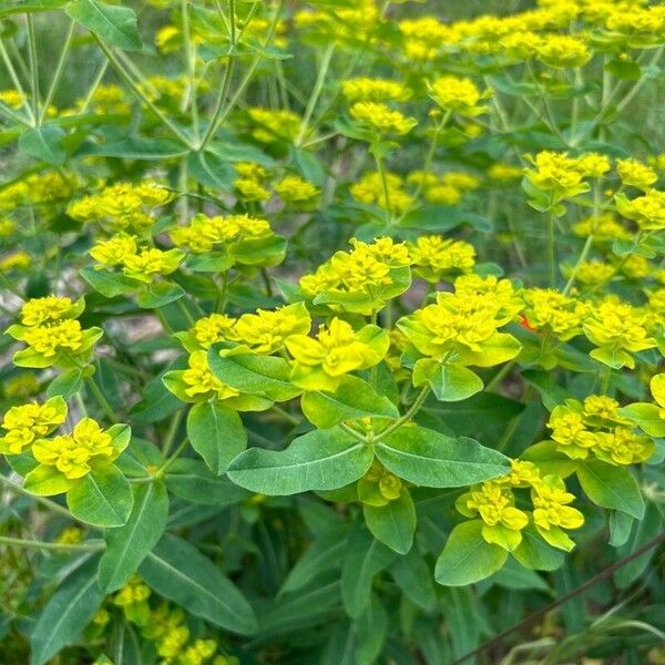 Euphorbia epithymoides 叶