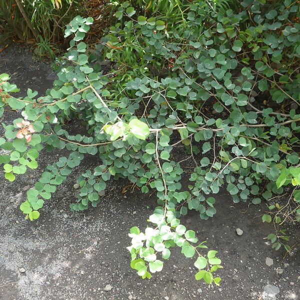 Bauhinia galpinii Habit