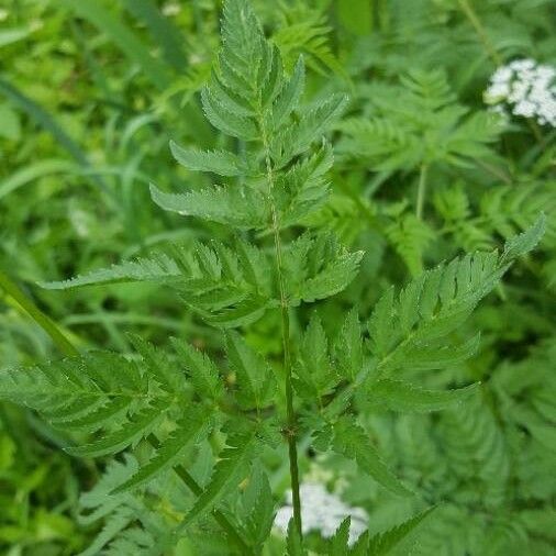 Conium maculatum Лист