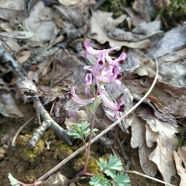 Corydalis solida Квітка