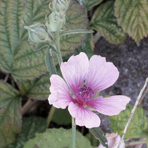 Althaea cannabina Žiedas