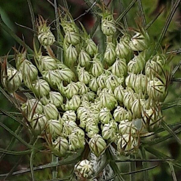 Ammi majus ফুল