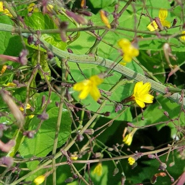 Lactuca muralis Flor