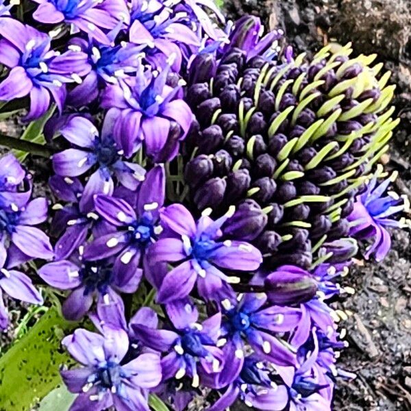 Scilla peruviana Цвят