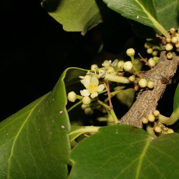 Maytenus canariensis Autre