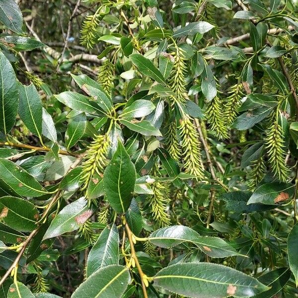 Salix pentandra その他の提案