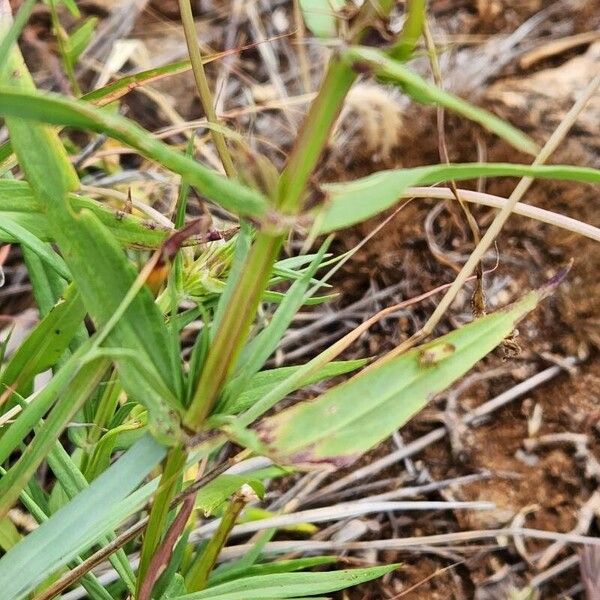 Conostomium quadrangulare Leaf