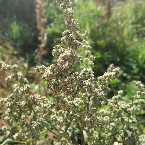 Blitum virgatum Blomma