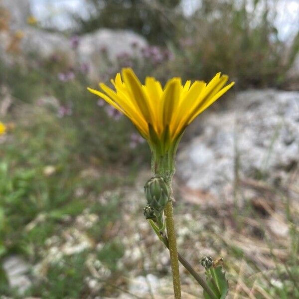 Hyoseris radiata Цветок