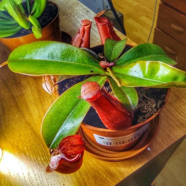 Nepenthes alata 叶