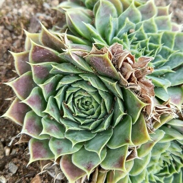 Sempervivum heuffelii Leaf