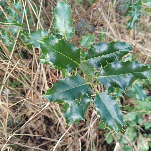 Ilex aquifolium Deilen