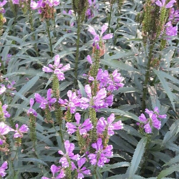 Physostegia virginiana Hábito