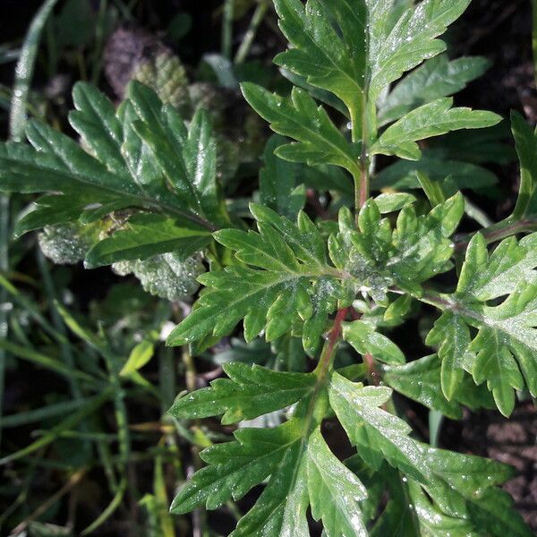 Artemisia vulgaris Leaf