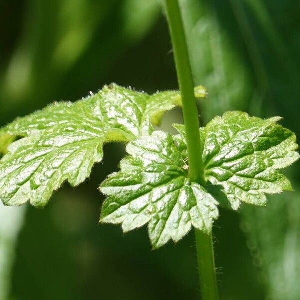 Geum urbanum Deilen