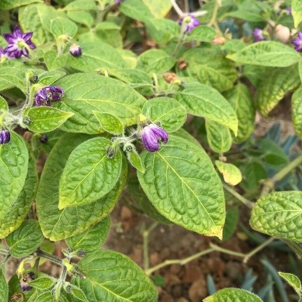 Capsicum pubescens Virág