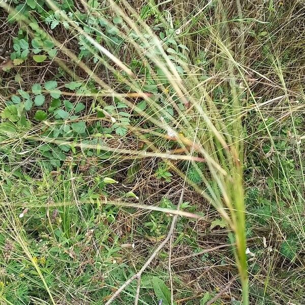 Stipa capillata Fruto