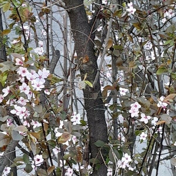 Prunus cerasifera Habitus