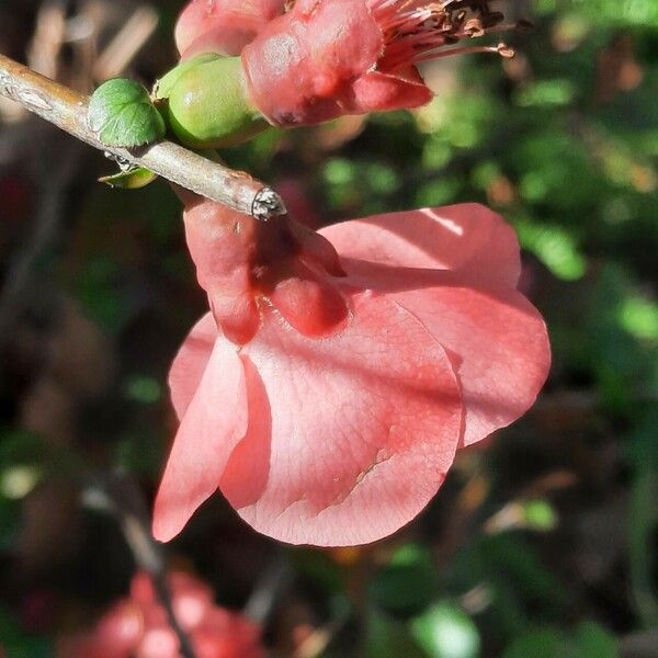 Chaenomeles speciosa 花