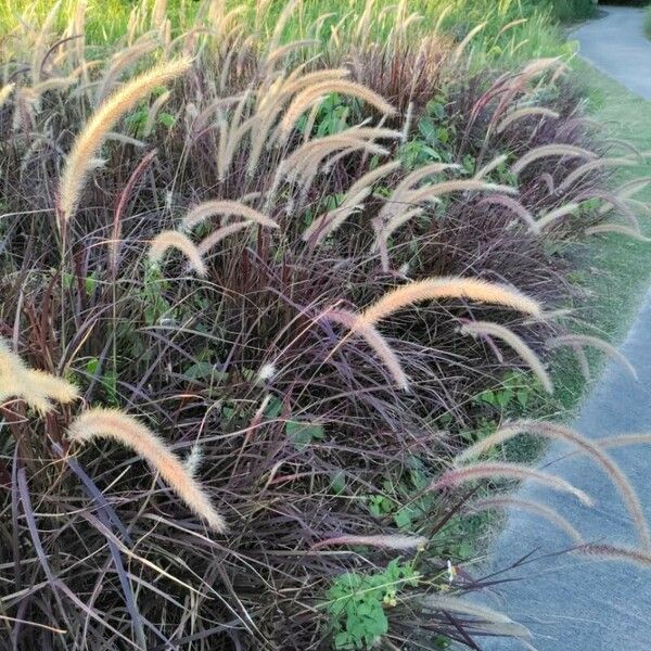 Pennisetum setaceum Агульны выгляд