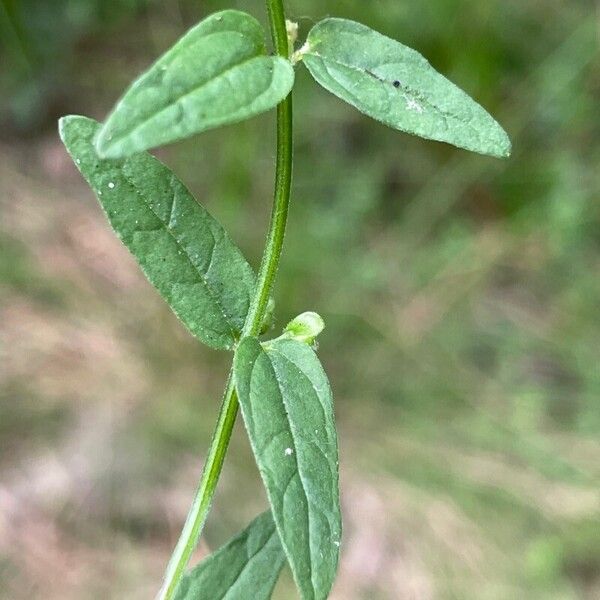 Scutellaria minor Лист