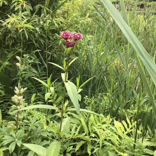 Asclepias incarnata Flower