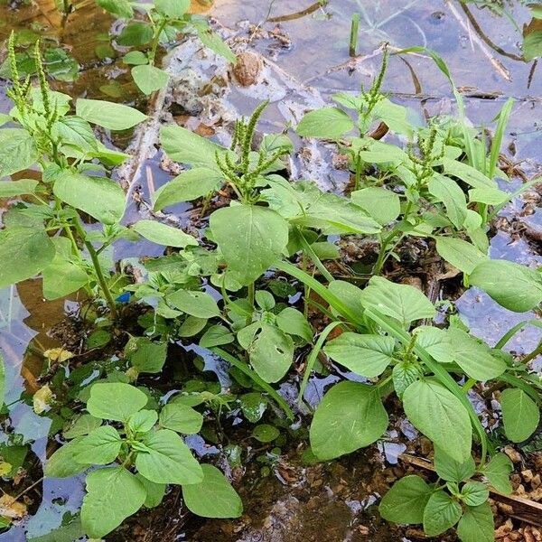 Amaranthus viridis Hoja