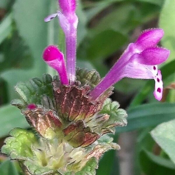 Lamium amplexicaule Fleur