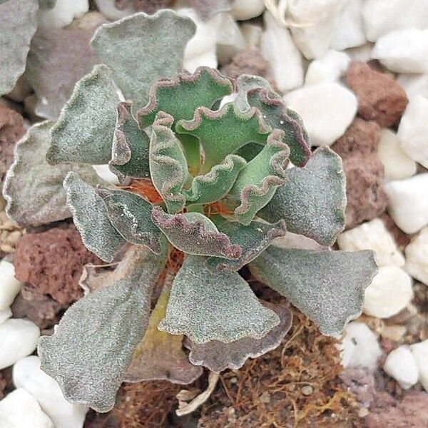 Adromischus cristatus Foglia