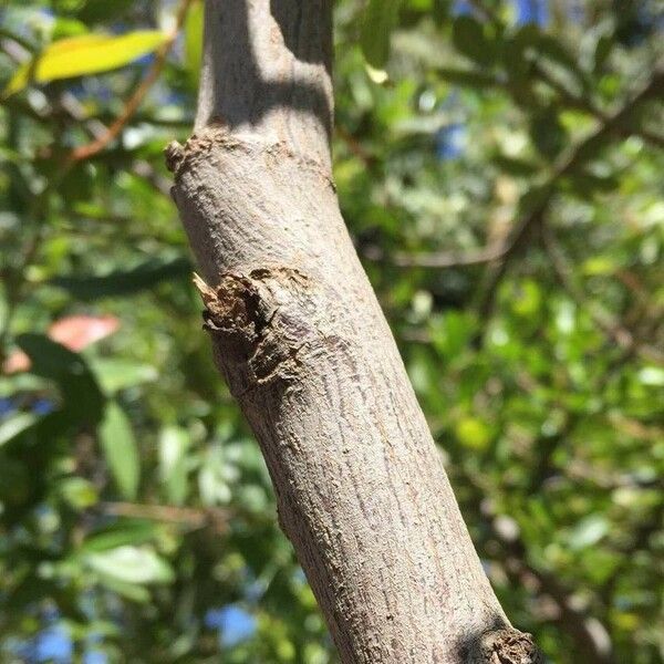 Noltea africana Corteccia