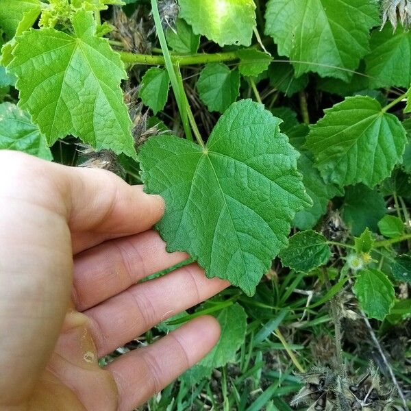 Hibiscus diversifolius Leaf