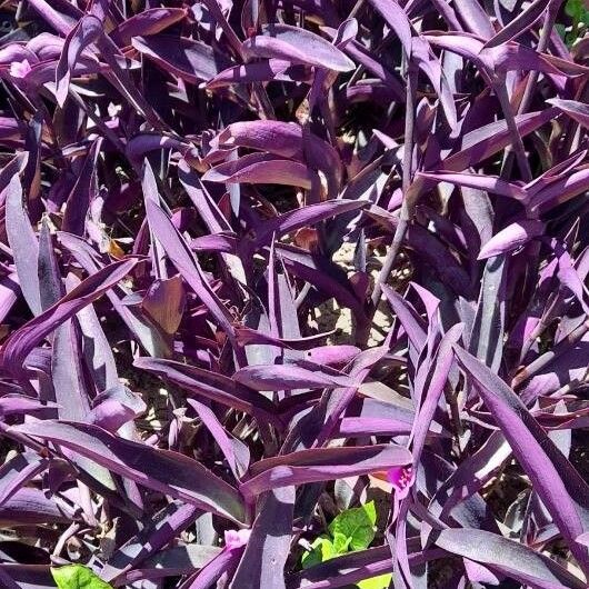 Tradescantia pallida Habit