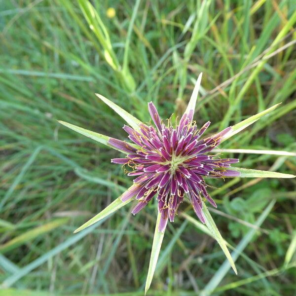 Tragopogon porrifolius Flower