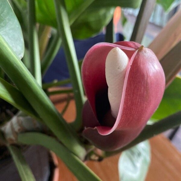 Philodendron martianum Flower