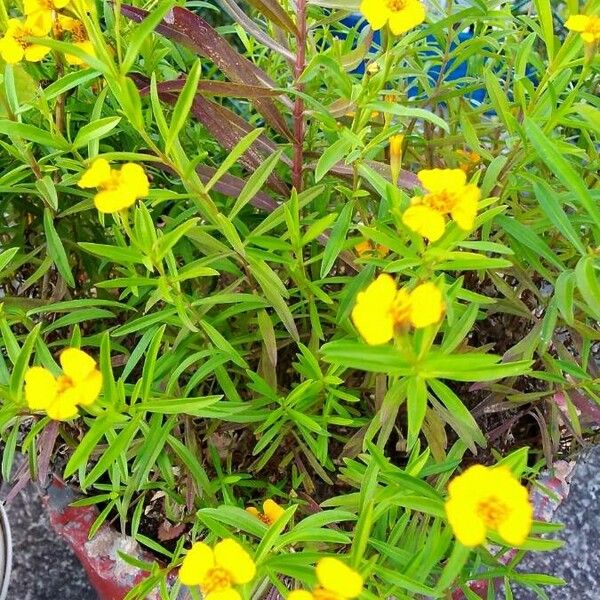 Tagetes lucida Lorea