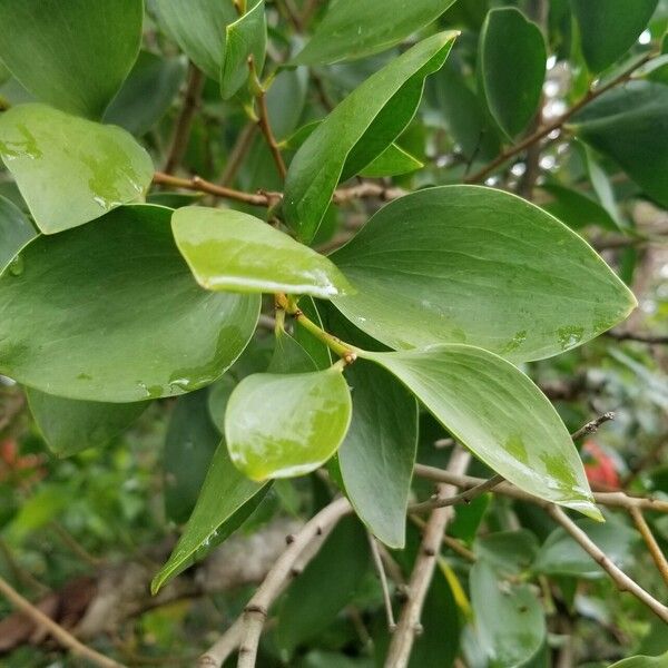 Acacia simplex Folha